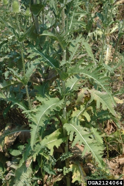 cutleaf teasel, Dipsacus laciniatus  (Dipsacales: Dipsacaceae) - 2124064