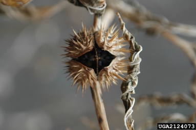 jimsonweed, Datura stramonium  (Solanales: Solanaceae) - 2124073