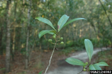 devilwood, Osmanthus americanus  (Scrophulariales: Oleaceae) - 2124082