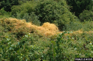 dodder, Cuscuta spp.  (Solanales: Cuscutaceae) - 2124095