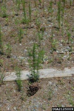 dogfennel, Eupatorium capillifolium  (Asterales: Asteraceae) - 2125009