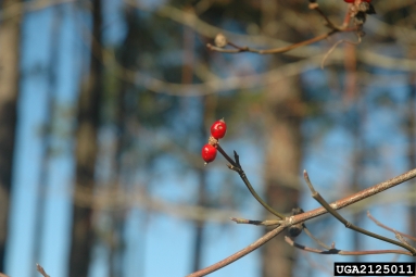 flowering dogwood, Cornus florida  (Cornales: Cornaceae) - 2125011
