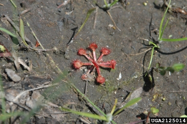 pink sundew, Drosera capillaris  (Nephenthales: Droseraceae) - 2125014