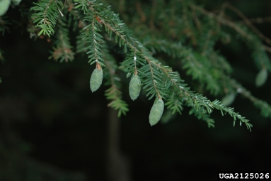 eastern hemlock, Tsuga canadensis  (Pinales: Pinaceae) - 2125026