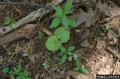 garlic mustard, Alliaria petiolata  (Capparales: Brassicaceae) - 2125063