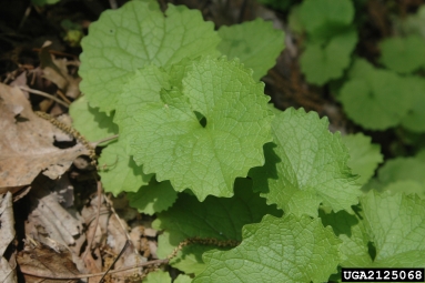 garlic mustard, Alliaria petiolata  (Capparales: Brassicaceae) - 2125068