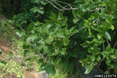 dwarf hackberry, Celtis tenuifolia  (Urticales: Ulmaceae) - 2125076