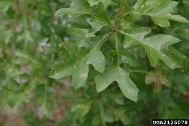 Georgia oak, Quercus georgiana  (Fagales: Fagaceae) - 2125078