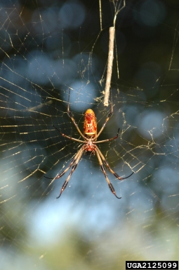 golden-silk spider, Nephila clavipes  (Araneae: Araneidae) - 2125099