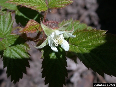 European red raspberry, Rubus idaeus  (Rosales: Rosaceae) - 2126044