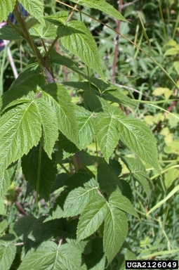 European red raspberry, Rubus idaeus  (Rosales: Rosaceae) - 2126049
