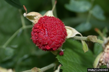western thimbleberry, Rubus parviflorus  (Rosales: Rosaceae) - 2126060