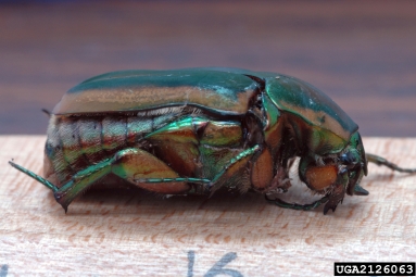 green June beetle, Cotinis nitida  (Coleoptera: Scarabaeidae) - 2126063