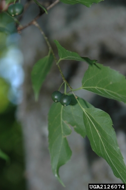 common hackberry, Celtis occidentalis  (Urticales: Ulmaceae) - 2126074