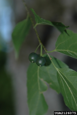 common hackberry, Celtis occidentalis  (Urticales: Ulmaceae) - 2126075