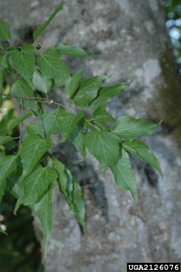 common hackberry, Celtis occidentalis  (Urticales: Ulmaceae) - 2126076