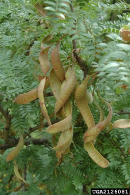 honeylocust, Gleditsia triacanthos  (Fabales: Fabaceae (Leguminosae)) - 2126081