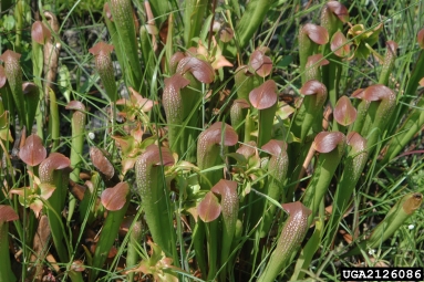 hooded pitcherplant, Sarracenia minor  (Nephenthales: Sarraceniaceae) - 2126086