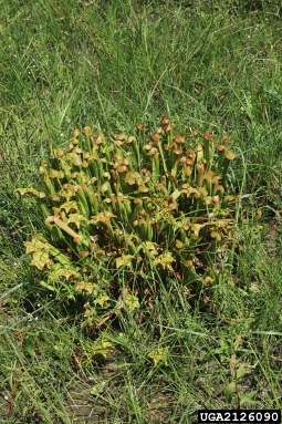 hooded pitcherplant, Sarracenia minor  (Nephenthales: Sarraceniaceae) - 2126090
