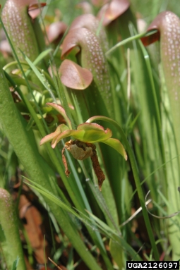 hooded pitcherplant, Sarracenia minor  (Nephenthales: Sarraceniaceae) - 2126097