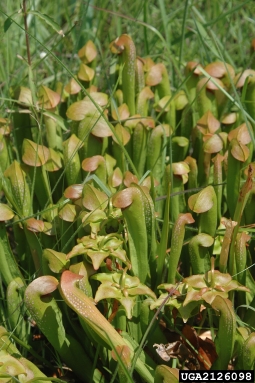 hooded pitcherplant, Sarracenia minor  (Nephenthales: Sarraceniaceae) - 2126098
