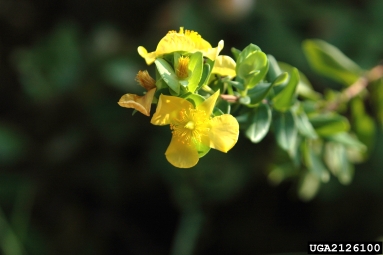 St. Peterswort, Hypericum crux-andreae  (Theales: Clusiaceae) - 2126100