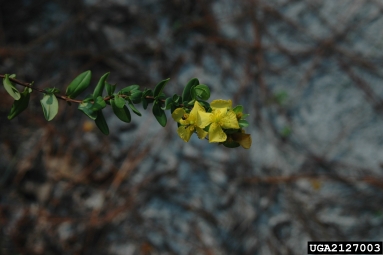 St. Peterswort, Hypericum crux-andreae  (Theales: Clusiaceae) - 2127003