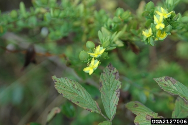 St. Andrew's cross, Hypericum hypericoides  (Theales: Clusiaceae) - 2127006