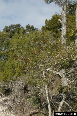 yaupon, Ilex vomitoria  (Celastrales: Aquifoliaceae) - 2127018