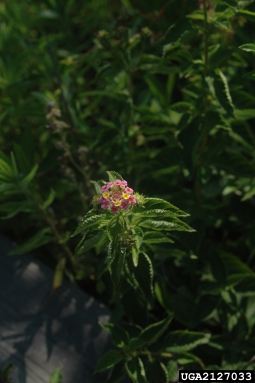 largeleaf lantana, Lantana camara  (Lamiales: Verbenaceae) - 2127033