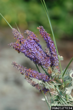 leadplant, Amorpha canescens  (Fabales: Fabaceae (Leguminosae)) - 2127034