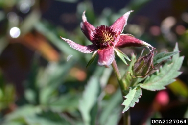 marsh cinquefoil, Comarum palustre  (Rosales: Rosaceae) - 2127064