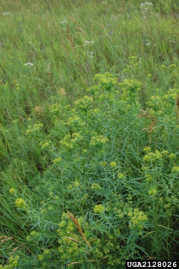 leafy spurge, Euphorbia esula  (Euphorbiales: Euphorbiaceae) - 2128026