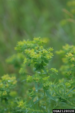leafy spurge, Euphorbia esula  (Euphorbiales: Euphorbiaceae) - 2128028