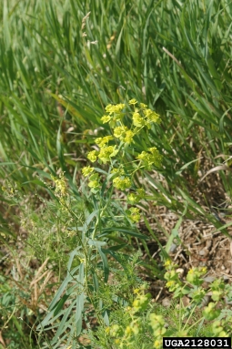 leafy spurge, Euphorbia esula  (Euphorbiales: Euphorbiaceae) - 2128031