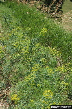 leafy spurge, Euphorbia esula  (Euphorbiales: Euphorbiaceae) - 2128032