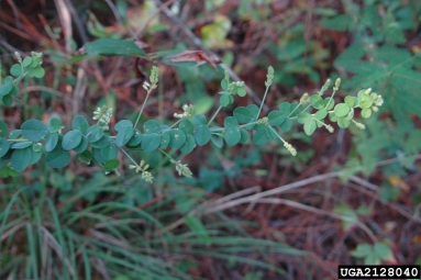 hairy lespedeza, Lespedeza hirta  (Fabales: Fabaceae (Leguminosae)) - 2128040