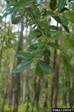 live oak, Quercus virginiana  (Fagales: Fagaceae) - 2128047