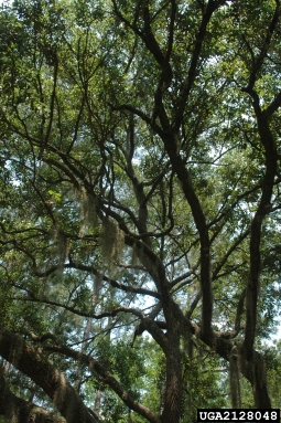 live oak, Quercus virginiana  (Fagales: Fagaceae) - 2128048