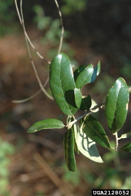 live oak, Quercus virginiana  (Fagales: Fagaceae) - 2128052