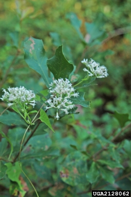 climbing hempweed, Mikania scandens  (Asterales: Asteraceae) - 2128062