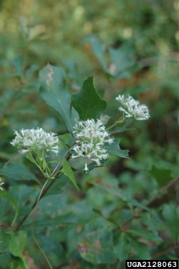 climbing hempweed, Mikania scandens  (Asterales: Asteraceae) - 2128063