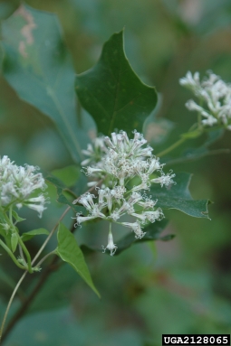 climbing hempweed, Mikania scandens  (Asterales: Asteraceae) - 2128065