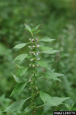 motherwort, Leonurus cardiaca  (Lamiales: Lamiaceae) - 2128070