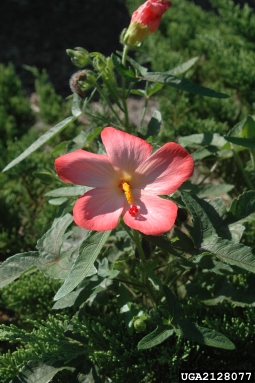 musk okra, Abelmoschus moschatus  (Malvales: Malvaceae) - 2128077