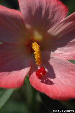 musk okra, Abelmoschus moschatus  (Malvales: Malvaceae) - 2128079