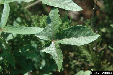 musk okra, Abelmoschus moschatus  (Malvales: Malvaceae) - 2128084