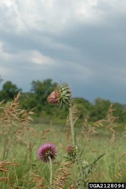 musk thistle, Carduus nutans  (Asterales: Asteraceae) - 2128096