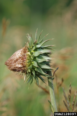 musk thistle, Carduus nutans  (Asterales: Asteraceae) - 2128097