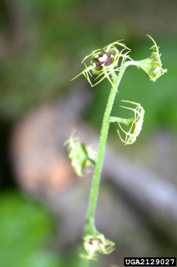 fivestamen miterwort, Mitella pentandra  (Rosales: Saxifragaceae) - 2129027